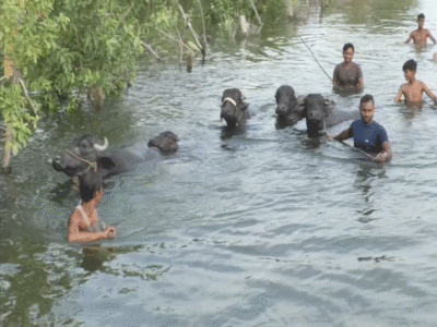 Kanpur News: सड़क पर तैर रही नाव, गंगा का जलस्तर बढ़ने से 2 दर्जन गांव बाढ़ की चपेट में आए