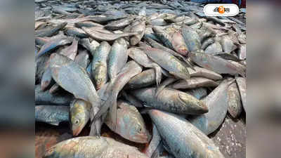 Hilsa Fish: জালে ধরা পড়েছে রেকর্ড সংখ্যক ইলিশ, দুর্গাপুজো পর্যন্ত সস্তা থাকবে মাছ!