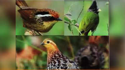 भारतीय पक्ष्यांच्या प्रजातींबाबत चिंताजनक आकडेवारी समोर; या पक्षांची संख्या घसरली, काय कारण?
