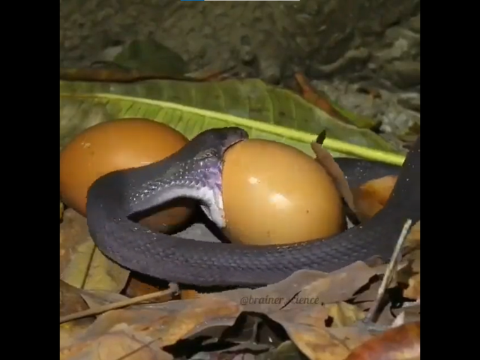 साप अंडी कशी गिळतो?