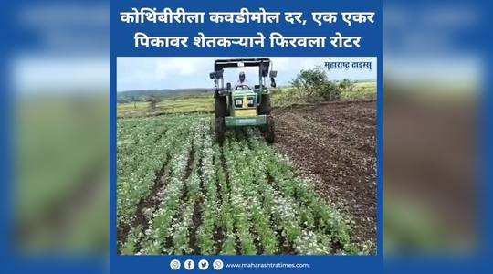 the farmer turned the rotor on one acre crop with low cost of coriander