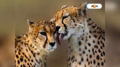 Kuno National Park Cheetah Death : ভালো নেই চিতারা, কুনোর জঙ্গলে হাসফাঁস করছে আফ্রিকান অতিথিরা!