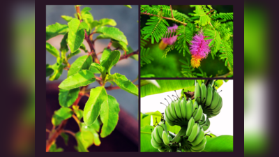 Tulsi Plant: ತುಳಸಿಯೊಂದಿಗೆ ಈ 3 ಗಿಡ ನೆಟ್ಟರೆ ಶಿವ, ಶನಿ, ವಿಷ್ಣು, ಲಕ್ಷ್ಮಿ ಒಲಿಯುವರು..!
