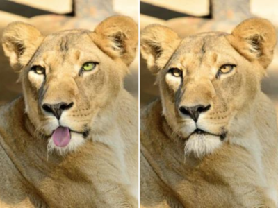 Optical illusion: एक जैसे दिखने वाले दो शेरों के बीच 5 अंतर ढूंढ कर दिखाएं, 10 सेकंड में चैलेंज पूरा कर लिया तो कहलाएंगे जीनियस