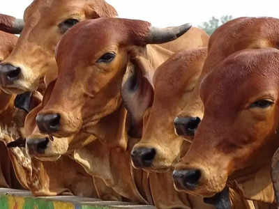Yogi सरकार का नंद बाबा दुग्ध मिशन, स्वदेशी गाय की खरीद पर ट्रांसर्पोटेशन और बीमा खर्च का शासनादेश