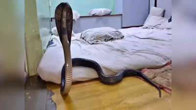 Snake Viral Video: শুতে যাচ্ছিলেন বালিশে, মাথা হেলাতেই ফণা তুলে বেরিয়ে এল কিং কোবরা! তারপর? দেখুন ভিডিয়ো