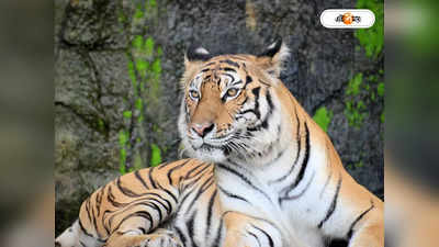 Siliguri Safari Park: শিলিগুড়ি সাফারি পার্কে নতুন অতিথি, রিকার কোলে এল তিন রয়্যাল বেঙ্গল শাবক
