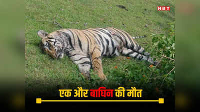 Umaria News: बांधवगढ़ टाइगर रिजर्व में एक और बाघिन की संदिग्ध परिस्थितियों में मौत
