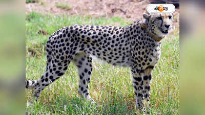 Kuno Cheetah : সেই কুনোর পাশেই সাফারি খুলে চিতা দেখাতে মরিয়া শিবরাজ