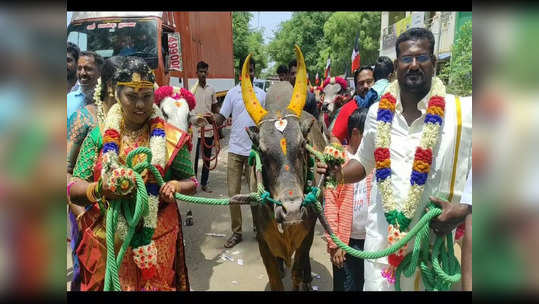 ஜல்லிக்கட்டு காளைகளுடன் ஊர்வலமாக திருமண மண்டபம் வரை சென்ற மணமக்கள்