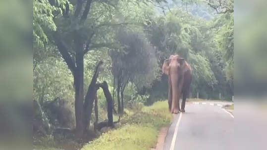 வாகன ஓட்டிகளே ஜாக்கிரதை: உடுமலை மூணாறு சாலையில் ஒற்றை யானை நடமாட்டம்