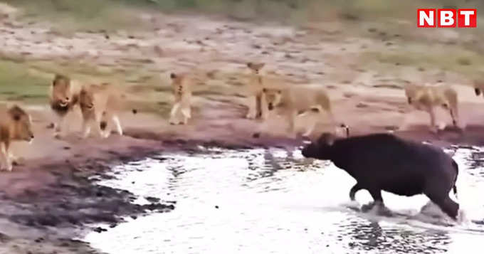 भैंसे से क्यों डरता है शेर?