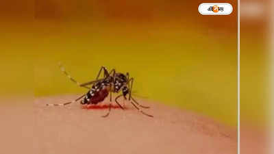 Dengue Fever : বাড়ছে ডেঙ্গি, শেষ এক মাসে সংক্রমণ ১০ হাজারের বেশি