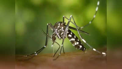 Dengue Symptoms : দেরিতে চিকিৎসা, ডেঙ্গির জেরে নষ্ট হল চোখ