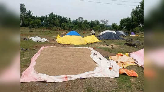 காஞ்சி அருகே நெல்கள் மழையில் நனைந்து வீண்... விவசாயிகள் வேதனை!