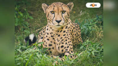 Leopard Death : রাস্তা পার হওয়ার সময় ঘটল বিপত্তি! জাতীয় সড়কে ট্রাকের ধাক্কায় মৃত্যু চিতাবাঘের