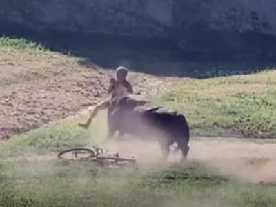 Farmer Death UP: फतेहपुर में खेत जा रहे किसान पर सांड ने किया हमला, पटक-पटककर उतारा मौत के घाट