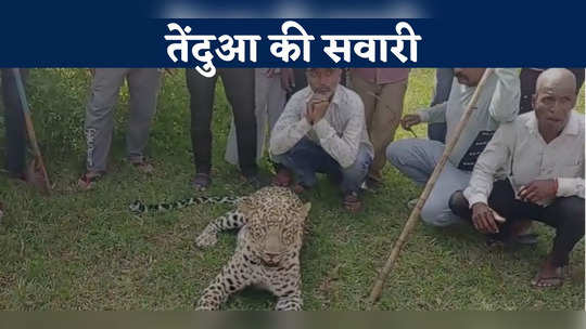 dewas news selfie and ride with leopard villagers are not scared to see the dreaded animal