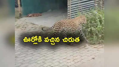 Leopard: అనారోగ్యంతో పరుగెత్తలేని స్థితిలో ఊరిలోకి చిరుత.. గ్రామస్థులు ఏం చేశారంటే? 