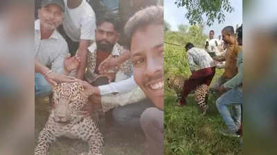 Madhya Pradesh Leopard: ನಿಶ್ಶಕ್ತಿಯಿಂದ ಬಳಲುತ್ತಿದ್ದ ಚಿರತೆಗೆ ಕಿರುಕುಳ ನೀಡಿ, ಸೆಲ್ಫಿ ತೆಗೆದುಕೊಂಡ ಗ್ರಾಮಸ್ಥರು