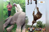 Jhargram Elephant : বরবটি ক্ষেতে পড়ে হাতির দেহ, মৃত্যুর কারণ নিয়ে রহস্য! উদ্ধারের ছবি চোখে জল আনবে