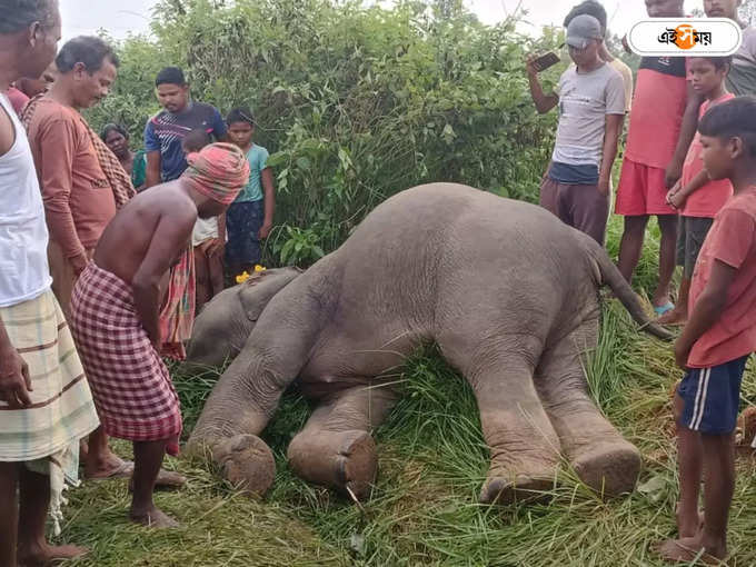 হাতি দেখতে ভিড়