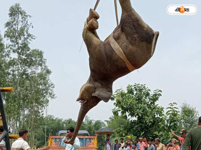 ক্রেনে করে তোলা হচ্ছে হাতি