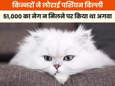 Indore News: मनचाहा नेग न मिलने पर बिल्ली को किडनैप करने वाले किन्नरों ने लौटाई पर्शियन कैट, 51,000 ना मिलने पर किया था अगवा