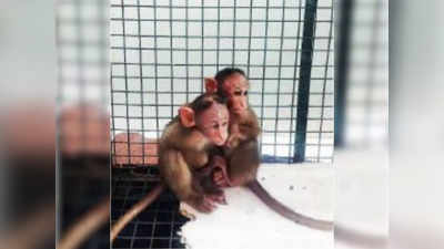 आई गमावलेल्या माकडाच्या पिल्लांचा एकमेकांना आधार, पूर्णवेळ चिकटून, आजचा सर्वात सुंदर फोटो
