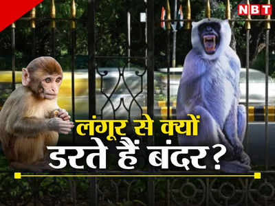 Delhi Monkey News: काले मुंह वाले लंगूरों के दो हथियार, जिसे देख दुम दबाकर भागते हैं बंदर