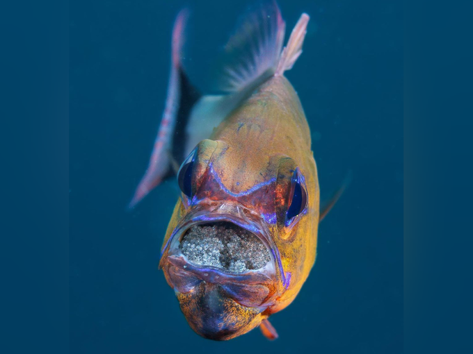 या माशाचा चेहरा माणसासारखा दिसतोय