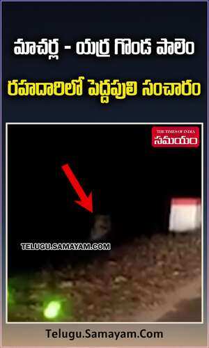 samayam/andhra-pradesh/guntur/watch-tiger-spotted-on-macherla-yerragondapalem-road-in-palnadu-district