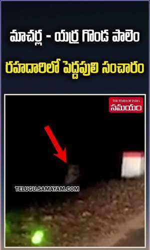 watch tiger spotted on macherla yerragondapalem road in palnadu district