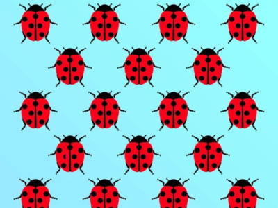 इन Ladybugs के बीच एक का बॉडी पैटर्न है अलग, तेज नजर वाले ही बता पाएंगे सही अंतर