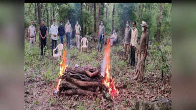 Umaria News: बांधवगढ़ टाइगर रिजर्व में 6 माह के तेंदुआ शावक की मौत, संदिग्ध हालात में मिला था शव
