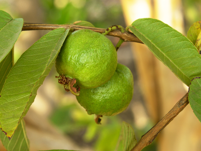 ​ಸೀಬೆಹಣ್ಣು​