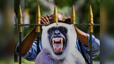 G20 Summit : दिल्लीत माकडांचा उपद्रव रोखण्याचा हटके पॅटर्न; खास वानरसेना तैनात