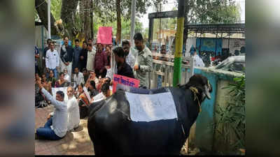 Chhindwara News: निगम कमिश्नर के खिलाफ कांग्रेसियों ने किया अनूठा प्रदर्शन, कार्यालय के बाहर भैंस बांधकर बजाया बीन