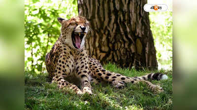 Cheetahs: ভালোই খেয়াল রেখেছে ...! ভারতকে শতাধিক চিতা পাঠানোর প্রতিশ্রুতি প্রোটিয়া প্রেসিডেন্টের