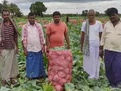 ಕ್ಯಾಬೆಜ್ ಬೆಲೆ ಇಳಿಕೆ; ಕೇಜಿಗೀಗ 5 ರೂ!: ಹಾಕಿದ ಬಂಡವಾಳವಾದರೂ ಸಿಕ್ಕರೆ ಸಾಕೆನ್ನುತ್ತಿದ್ದಾರೆ ಸಿರಿಗೆರೆ ರೈತರು