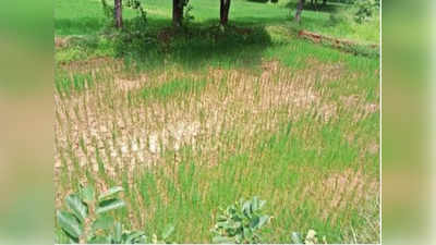 Gondia News: पावसाअभावी धान करपण्याच्या स्थितीत; तापत्या उन्हामुळे शेतात पडल्या भेगा