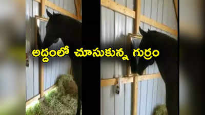 Horse: మొదటిసారి అద్దంలో చూసుకున్న గుర్రం.. ఏం చేసిందో చూస్తే షాక్ అవుతారు!