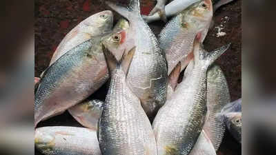 Bangladesh Ilish Fish : বাংলাদেশের ইলিশেও ভেজাল! মাছ কিনতে গিয়ে ঠকে ফিরতে হচ্ছে ক্রেতাদের