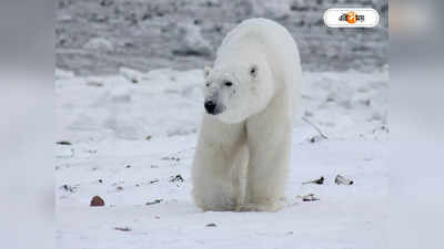 Climate Change on Polar Bear: উষ্ণায়নের অভিশাপে মেরু ভালুক ভ্যানিশ! নয়া গবেষণায় ঘনাচ্ছে আতঙ্ক