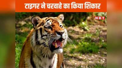 Chhindwara News Today Live: चन्द्रिकापुर में बाघ ने चरवाहे का किया शिकार, टाइगर के मूवमेंट से ग्रामीणों में दहशत