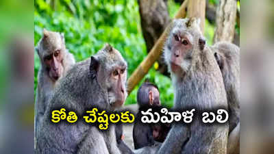 మహిళను పొట్టనపెట్టుకున్న కోతుల గుంపు.. పొద్దున్నే వాకిలి ఊడుస్తుండగా విషాదం..!