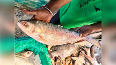 Hilsa Fish Price: সোমবারে ঝেঁপে বৃষ্টিতে বাজারে মিলছে ইলিশ, দাম কত?