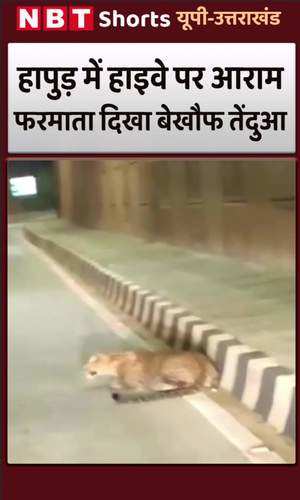 hapur leopard seen sitting near highway latest video