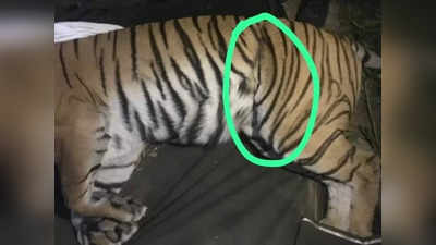 Tigress News: जिंदगी भर पेट में धंसे जानलेवा लोहे के तार के साथ जीना होगा इस बाघिन को, सर्जरी में हो सकती है मौत