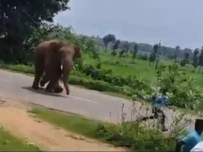 हाथी के डर से भागे लोग 